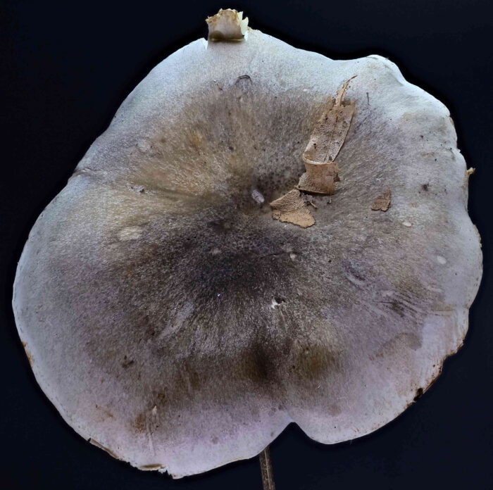 Tricholoma saponaceum – Seifen-Ritterling, typische Hutfärbung & Zeichnung