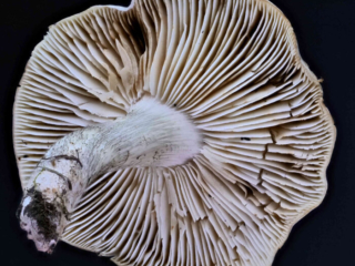 Tricholoma saponaceum – Seifen-Ritterling, die Lamellen sind mit einem „Burggraben“ am Steil angeheftet