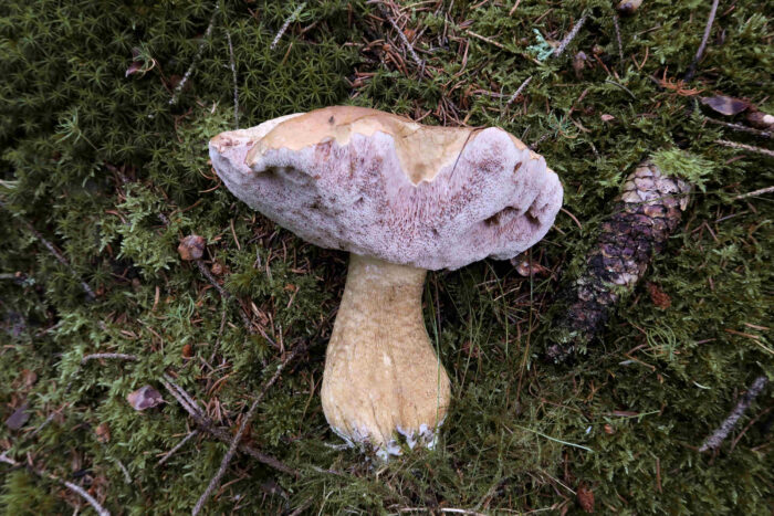 Tylopilus felleus – Gemeiner Gallenröhrling, die Röhren beim Gallenröhrling sind rosa, beim Steinpilz olivgrün