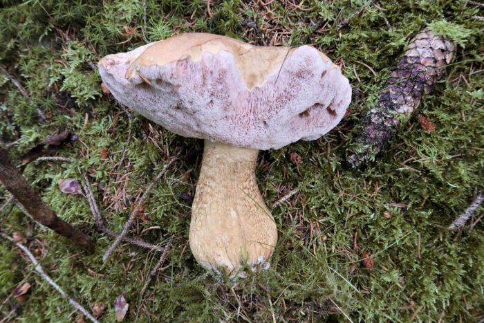 Tylopilus felleus – Gemeiner Gallenröhrling, das Exemplar zeigt alle typischen Merkmale