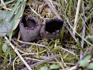 Urnula craterium &ndash; Schwarzer Kelchpilz, 2er Gruppe in einem Auwald