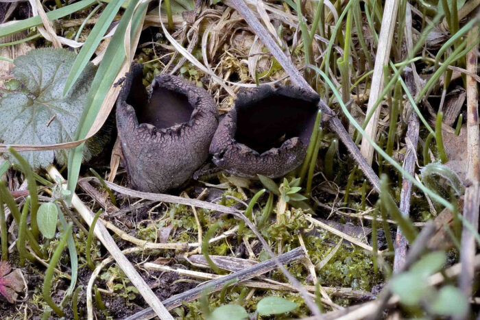 Urnula craterium – Schwarzer Kelchpilz, 2er Gruppe in einem Auwald