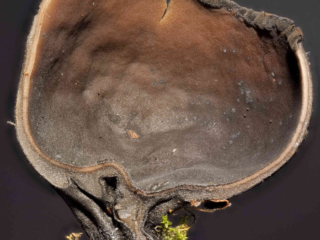 Urnula craterium &ndash; Schwarzer Kelchpilz, Schnittbild mit Beleuchtung