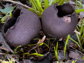 Urnula craterium &ndash; Schwarzer Kelchpilz, wundersch&ouml;ne Exemplare dieses hoch seltenen Pilzes