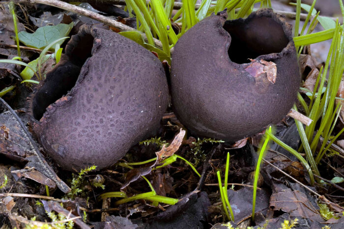 Urnula craterium – Schwarzer Kelchpilz, wunderschöne Exemplare dieses hoch seltenen Pilzes