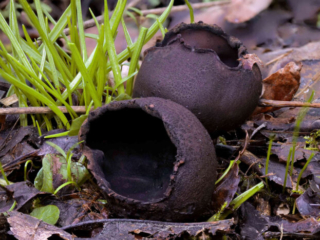 Urnula craterium &ndash; Schwarzer Kelchpilz, zwei wundersch&ouml;ne Exemplare dieses hoch seltenen Pilzes