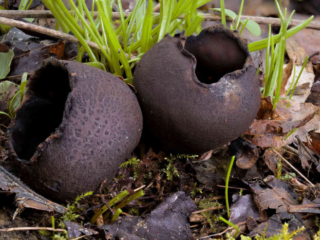 Urnula craterium &ndash; Schwarzer Kelchpilz, man erkennt deutlich, warum diese Pilze auch Schwarze Urnen genannt werden