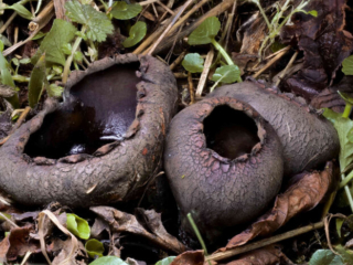 Urnula craterium &ndash; Schwarzer Kelchpilz, Dreiergruppe