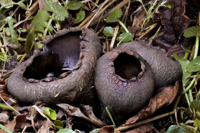 Urnula craterium – Schwarzer Kelchpilz, Dreiergruppe