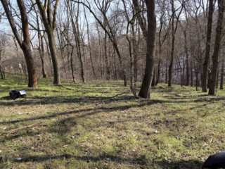 Urnula craterium &ndash; Schwarzer Kelchpilz, Standort in einem reinen Eschenwald