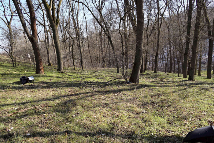 Urnula craterium – Schwarzer Kelchpilz, Standort in einem reinen Eschenwald