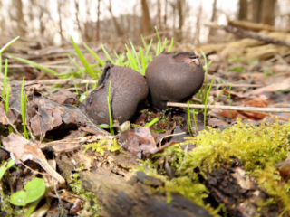 Urnula craterium &ndash; Schwarzer Kelchpilz, zwei Exemplare im Auwald