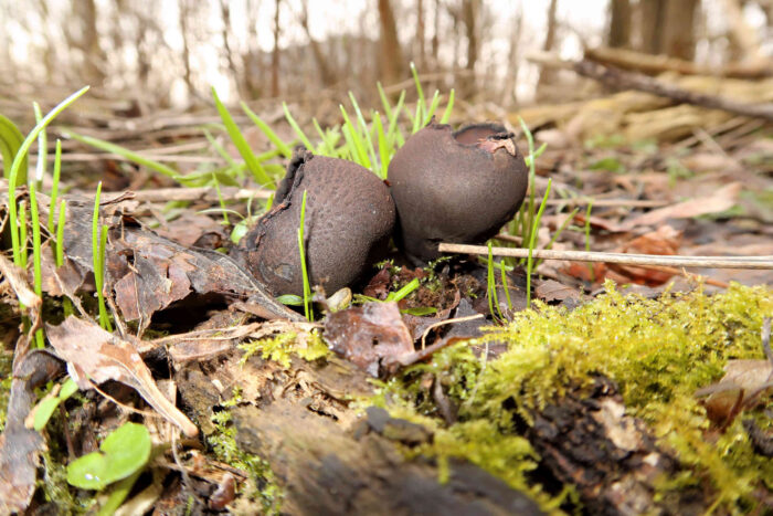 Urnula craterium – Schwarzer Kelchpilz, zwei Exemplare im Auwald