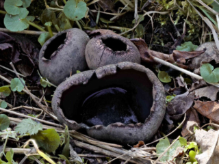 Urnula craterium &ndash; Schwarzer Kelchpilz, Gruppe mit gefrorenem Wasser im gro&szlig;en Kelch