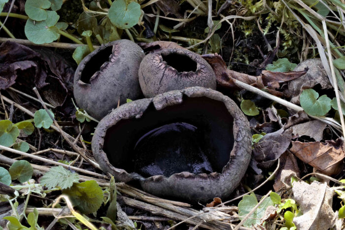 Urnula craterium – Schwarzer Kelchpilz, Gruppe mit gefrorenem Wasser im großen Kelch