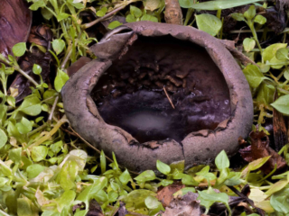 Urnula craterium &ndash; Schwarzer Kelchpilz, fr&uuml;hmorgens bei -3 &deg;C, das Schmelzwasser im Kelch ist gefroren