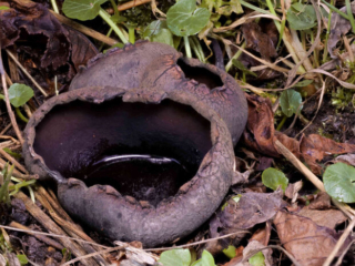 Urnula craterium &ndash; Schwarzer Kelchpilz, auch Schwarze Urne genannt