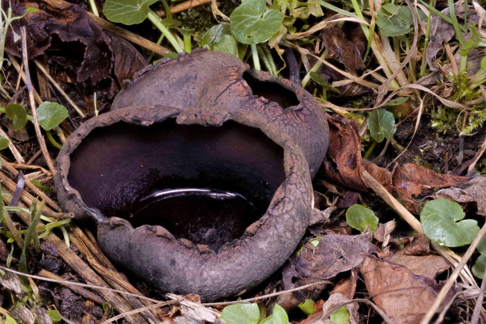 Urnula craterium – Schwarzer Kelchpilz, auch Schwarze Urne genannt