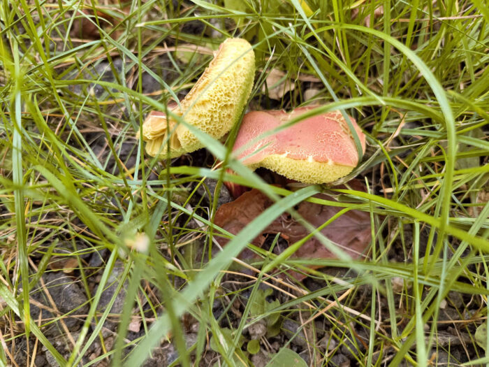 Xerocomus rubellus – Blutroter Röhrling, in Alter wird die Huthaut rissig