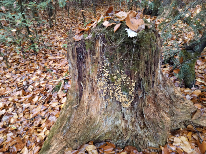 Xeromphalina campanella – Glöckchennabeling, schöne Gruppe an einem Baumstumpf