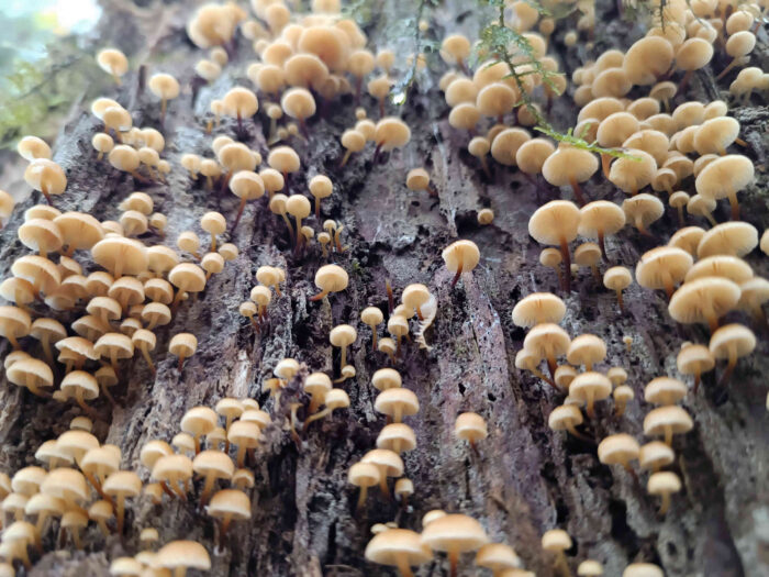 Xeromphalina campanella – Glöckchennabeling, Blick in die Hutunterseiten