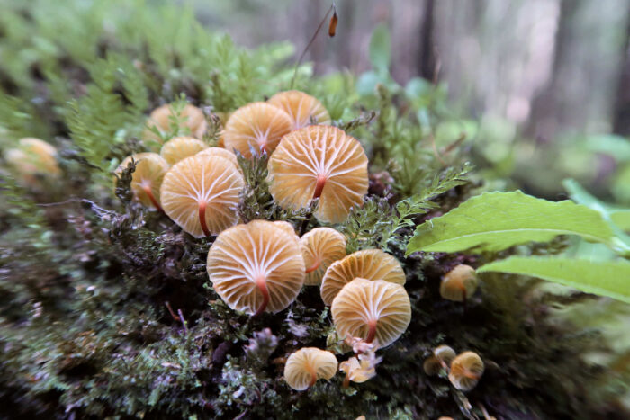 Xeromphalina campanella – Glöckchennabeling, Makroaufnahme der Lamellen