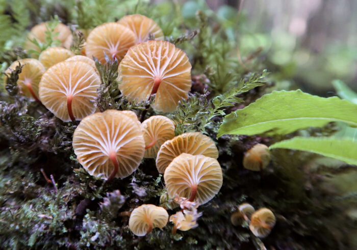 Xeromphalina campanella – Glöckchennabeling, Makroaufnahme der Hutunterseite