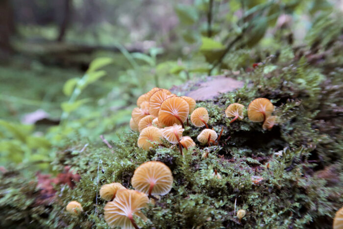 Xeromphalina campanella – Glöckchennabeling, filigrane Fruchtkörper