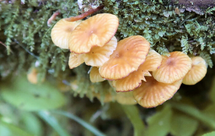 Xeromphalina campanella – Glöckchennabeling, man sieht in der Hutmitte den „Nabel“