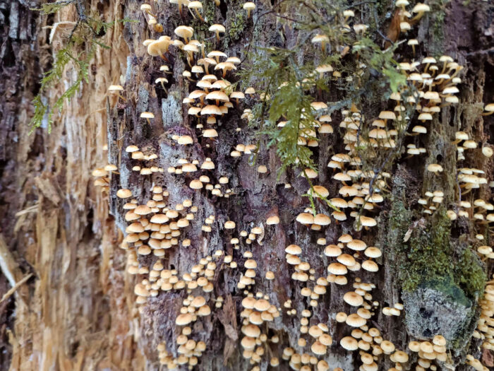 Xeromphalina campanella – Glöckchennabeling, diese Art wächst meist in großen Gruppen