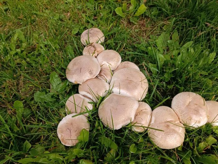 Agaricus xanthodermus – Karbol-Champignon, schöne Gruppe mit den typischen, leicht rissigen Hüten