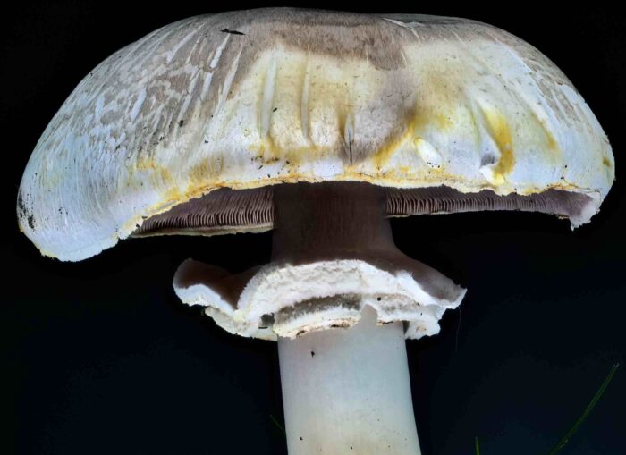 Agaricus xanthodermus – Karbol-Champignon, alle Teile des Pilzen gilben bei Druck sofort