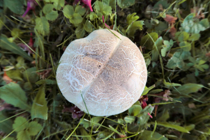 Agaricus xanthodermus – Karbol-Champignon, ganz typische Hutoberfläche