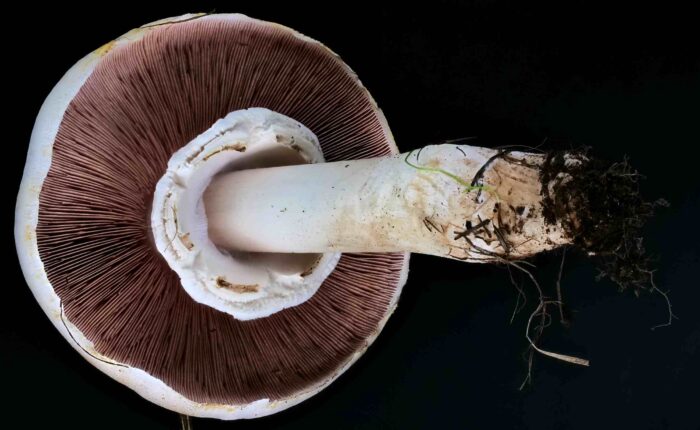 Agaricus xanthodermus – Karbol-Champignon, Blick auf den hängenden Ring und die rosa Lamellen