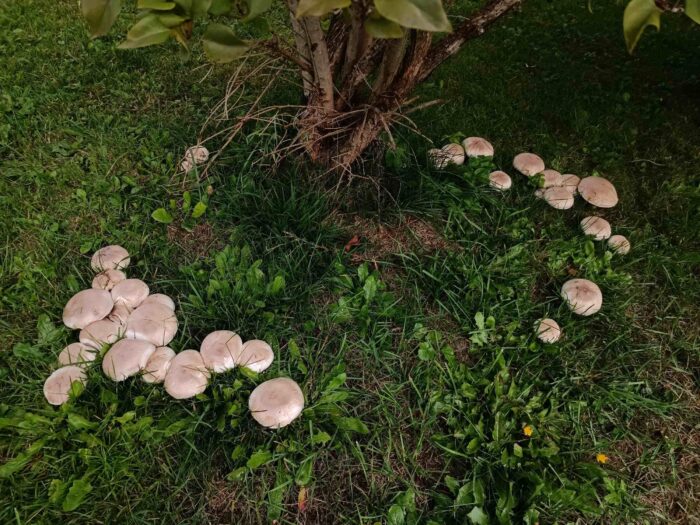 Agaricus xanthodermus – Karbol-Champignon, kleiner Hexenring in meinem Garten