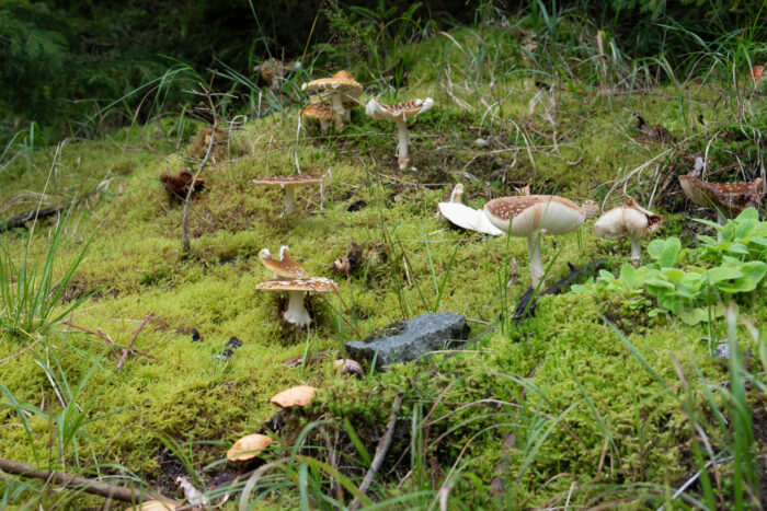 Amanita regalis – Königs-Fliegenpilz, große Gruppe schon komplett aufgeschirmter Fruchtkörper