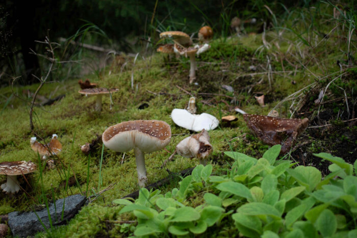 Amanita regalis – Königs-Fliegenpilz, große Gruppe im Wald am Ochsenkopf