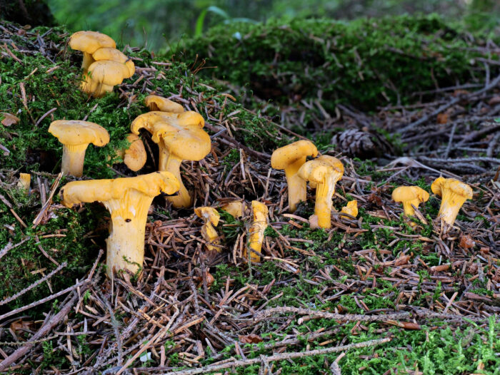 Cantharellus cibarius – Echter Pfifferling, ist hellgelb, während der Falsche Pfifferling orange ist