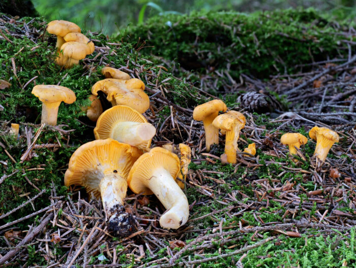 Cantharellus cibarius – Echter Pfifferling, so will man diese Pilze finden