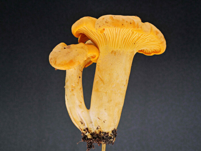 Cantharellus cibarius – Echter Pfifferling, ganz typische Erscheinungsform