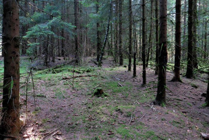 Cantharellus cibarius – Echter Pfifferling, urige, bemooste Wälder sind gute Fundorte