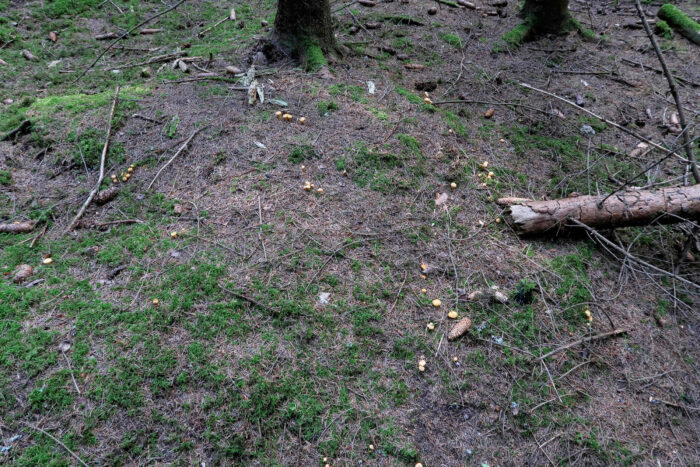 Cantharellus cibarius – Echter Pfifferling, die Pilze sind auf dem Waldboden leicht zu finden