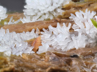 Ceratiomyxa fruticulosa &ndash; Geweihf&ouml;rmiger Schleimpilz, die kleinen &Auml;stchen k&ouml;nnen bis 8 mm hoch werden