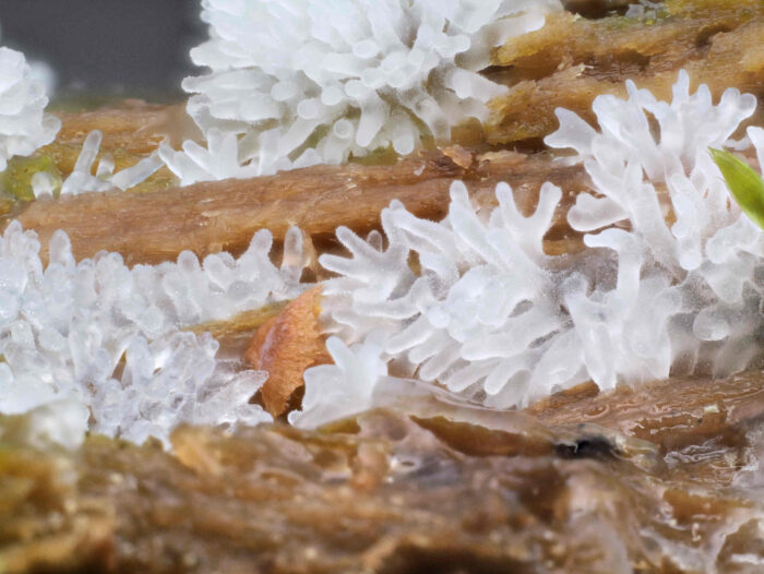 Ceratiomyxa fruticulosa – Geweihförmiger Schleimpilz, die kleinen Ästchen können bis 8 mm hoch werden