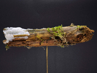 Ceratiomyxa fruticulosa &ndash; Geweihf&ouml;rmiger Schleimpilz, w&auml;chst kurz nach Regenf&auml;llen auf Totholz