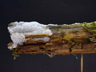 Ceratiomyxa fruticulosa &ndash; Geweihf&ouml;rmiger Schleimpilz, er ist der h&auml;ufigste Schleimpilz weltweit