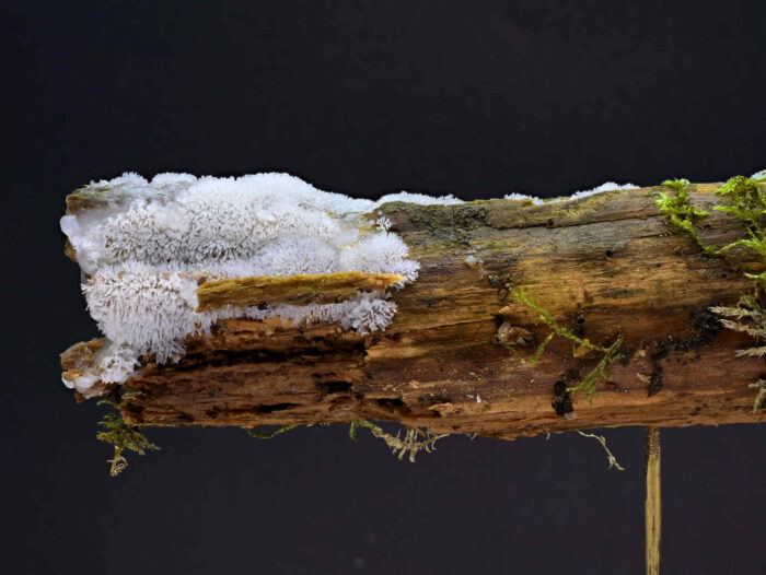 Ceratiomyxa fruticulosa – Geweihförmiger Schleimpilz, er ist der häufigste Schleimpilz weltweit