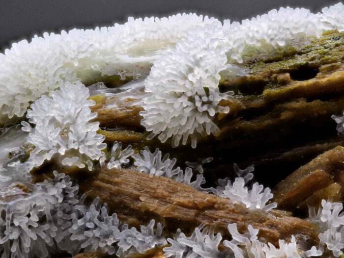 Ceratiomyxa fruticulosa – Geweihförmiger Schleimpilz, die geweihförmigen Ausbildungen sind namensgebend