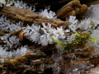 Ceratiomyxa fruticulosa &ndash; Geweihf&ouml;rmiger Schleimpilz, erst unter der Lupe erkennt man die ganze Sch&ouml;nheit