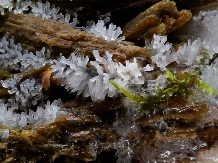 Ceratiomyxa fruticulosa – Geweihförmiger Schleimpilz, erst unter der Lupe erkennt man die ganze Schönheit